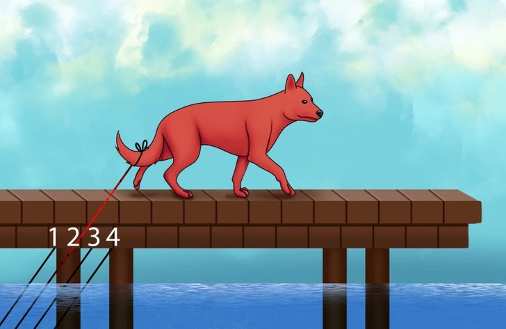 resposta de qual e a corda correta Resposta de qual é a corda que amarra o cachorro.
