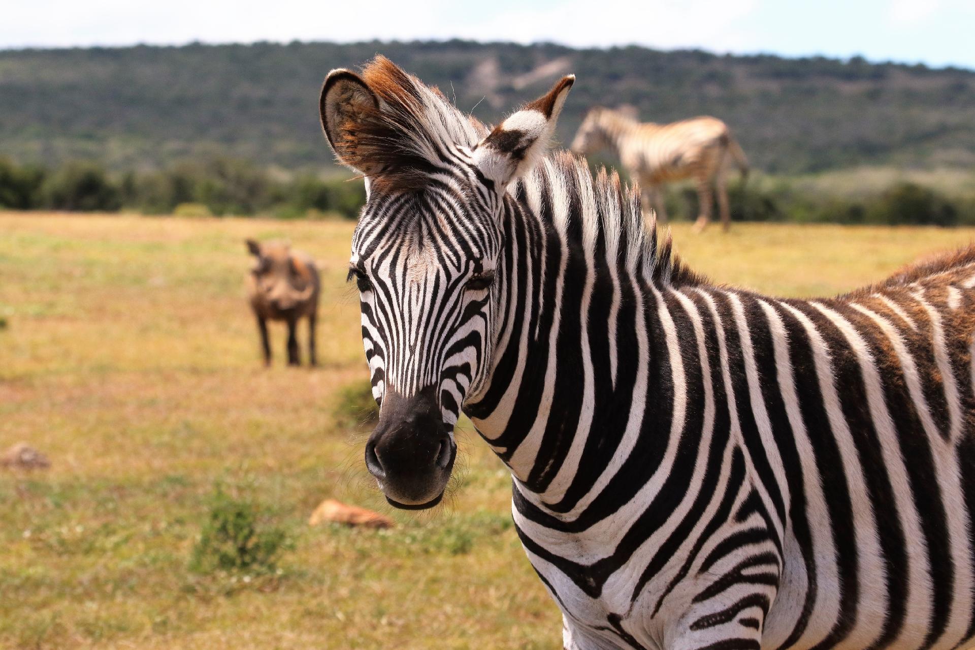Dúvidas de Português: qual o coletivo de zebras?