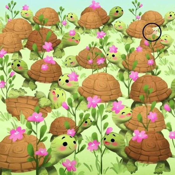 Prova de observação: encontre o caracol entre os jabutis em 10 segundos Resultado da prova de observação