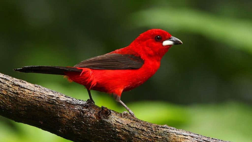Dúvidas de Português: qual o coletivo de aves e pássaros? Dúvidas de Português: qual o coletivo de aves e pássaros?