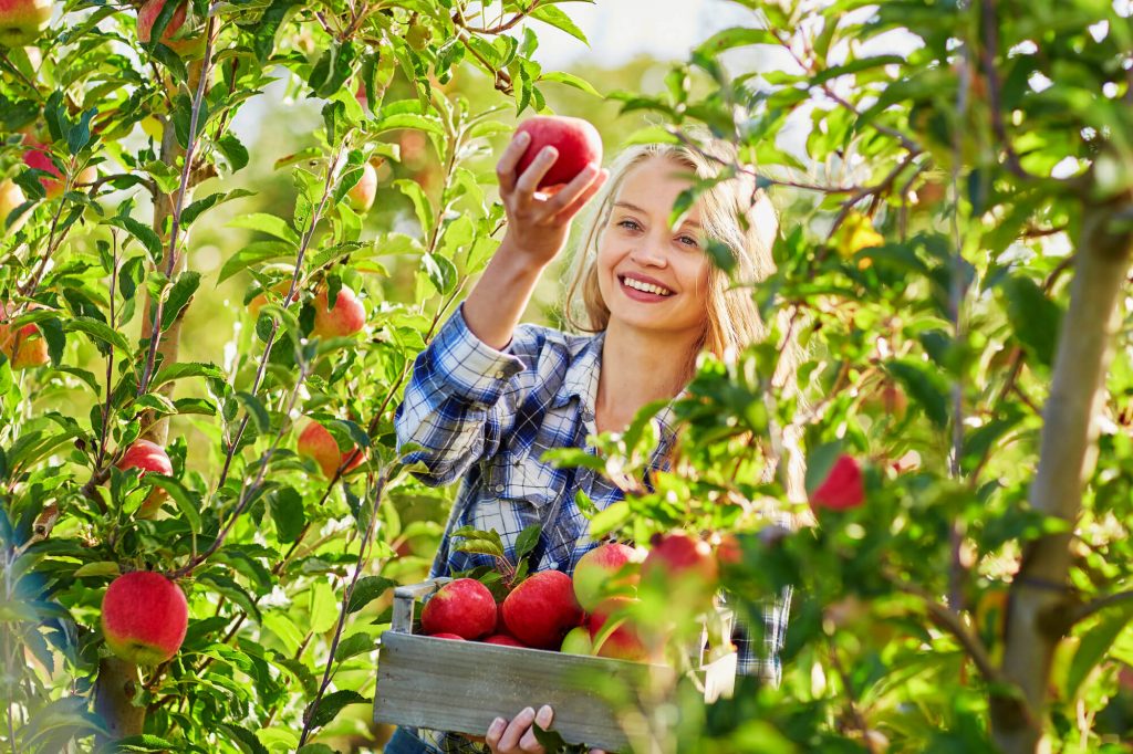 Dúvidas de português: qual o coletivo de frutas? Dúvidas de português: qual o coletivo de frutas?