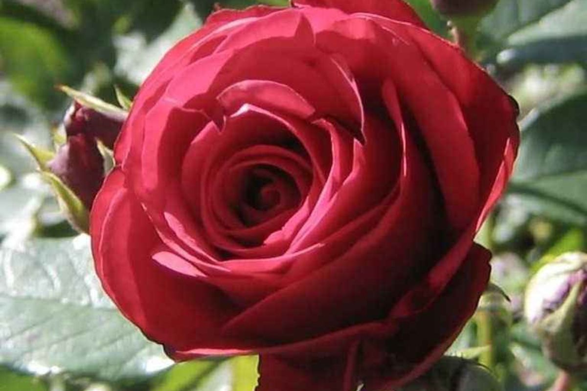 Encontre o golfinho na imagem da rosa.