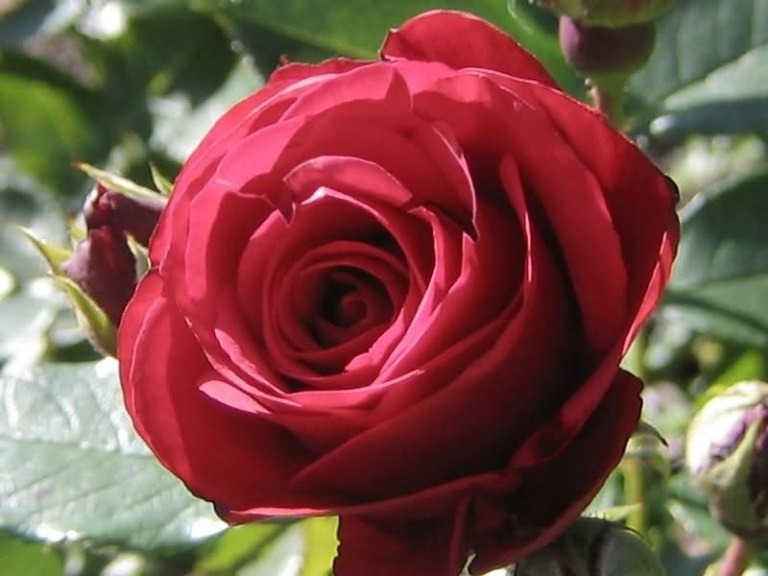 encontre o golfinho na imagem da rosa Encontre o golfinho na imagem da rosa.