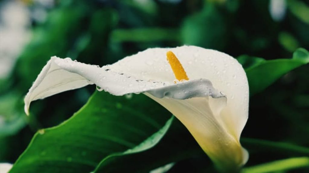 Dúvidas de português: qual o coletivo de plantas? Dúvidas de português: qual o coletivo de plantas?