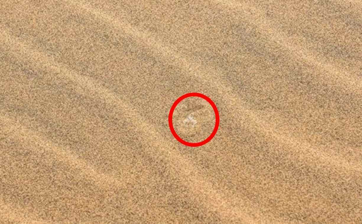 resposta de onde esta a cobra no deserto Resposta de onde está a cobra no deserto.