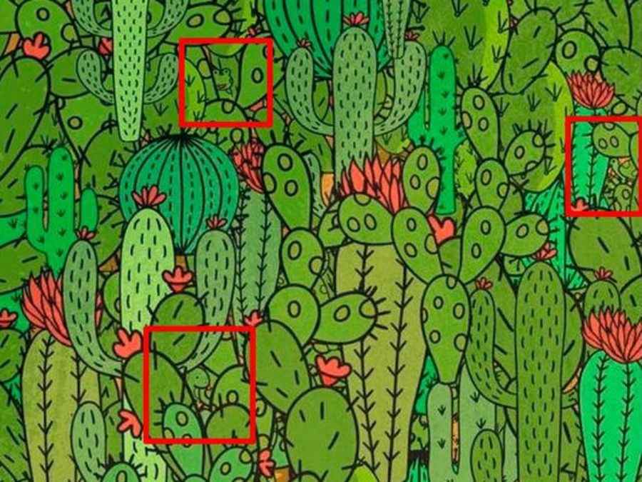 resposta de onde estao os animais neste desafio Resposta de onde estão os 3 animais neste desafio.