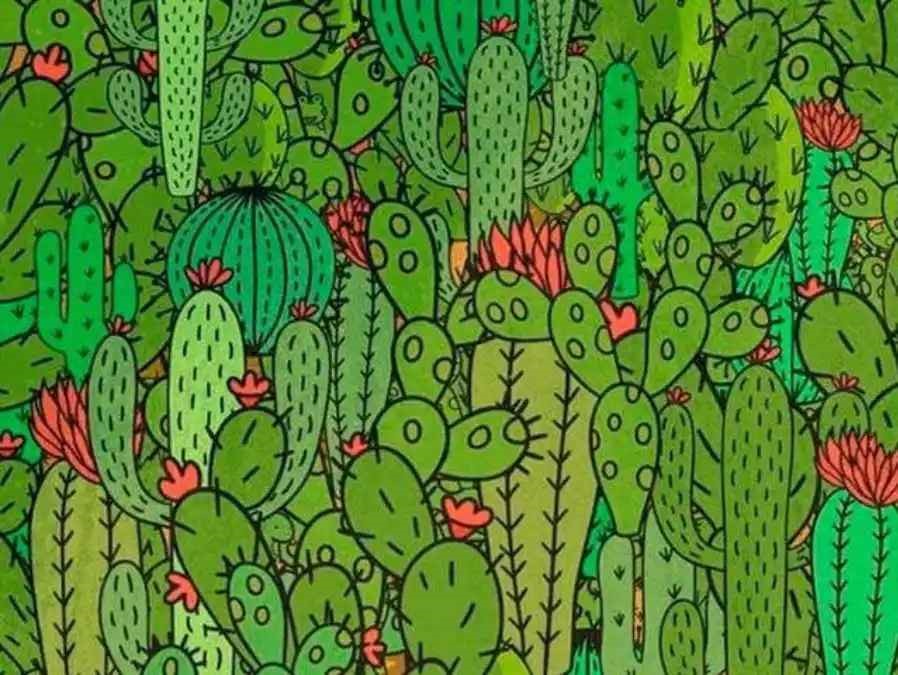tartaruga escondida tartaruga escondida