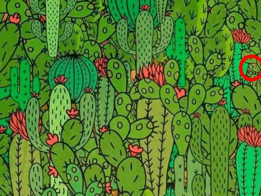 tartaruga escondida tartaruga escondida