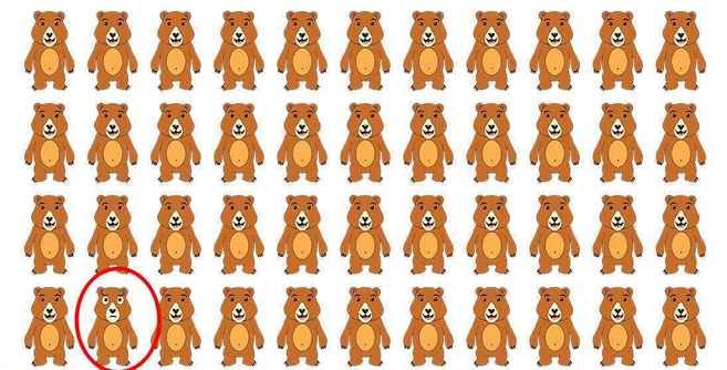urso diferente urso diferente