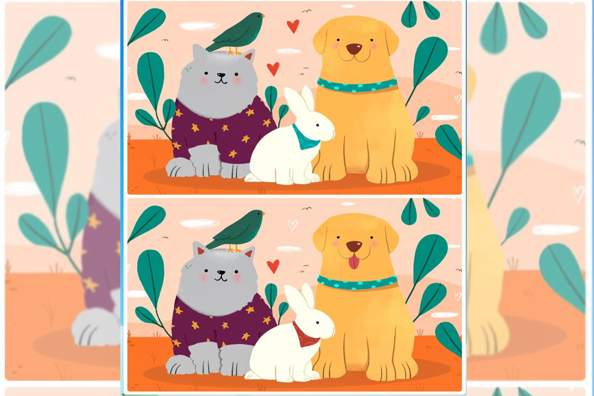 Confira o jogo dos seis erros dos pets