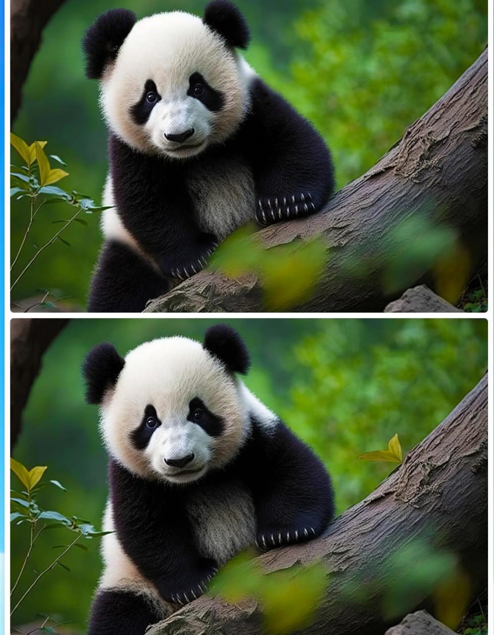 Jogo dos cinco erros do panda: encontre as diferenças entre as imagens do urso em menos de 10 segundos Desafio do Jogo dos cinco erros do panda