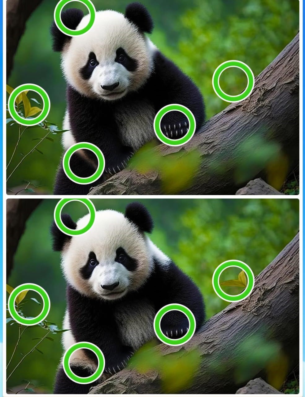 Jogo dos cinco erros do panda: encontre as diferenças entre as imagens do urso em menos de 10 segundos Resultado do Jogo dos cinco erros do panda