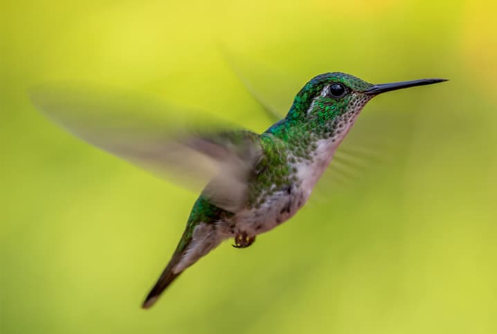 Você sabe qual o significado de receber a visita de um beija-flor em casa? Você sabe qual o significado de receber a visita de um beija-flor em casa?