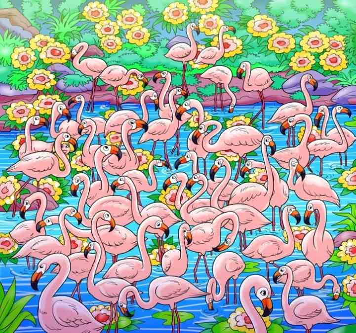 encontre a menina entre os flamingos Encontre a menina entre os flamingos.