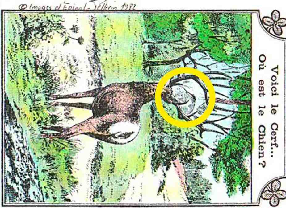 resposta de onde esta o cachorro na imagem da floresta Resposta de onde está o cachorro na imagem da floresta.