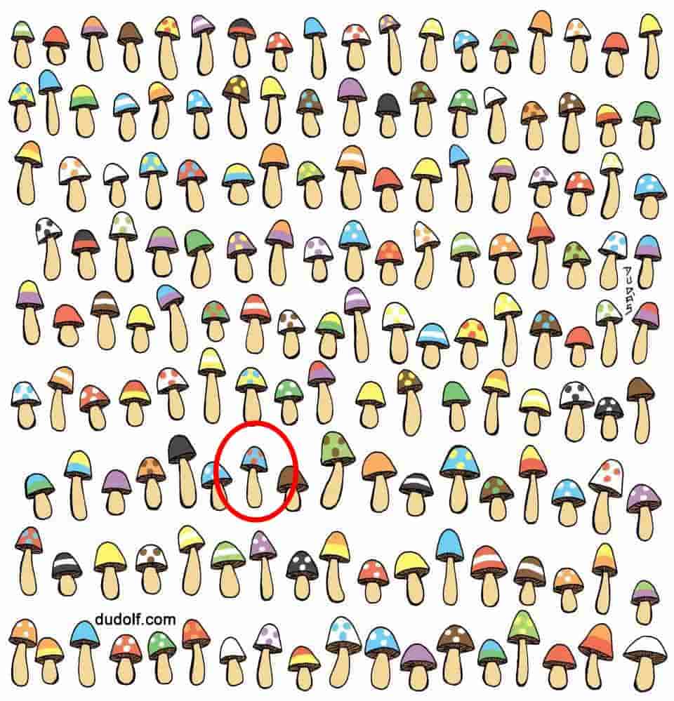 resposta de onde esta o cogumelo sem par Resposta de onde está o cogumelo sem par. Fonte: Dudolf.