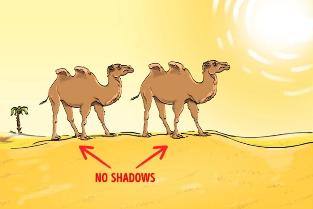 resposta de qual erro na imagem do deserto Resposta de qual erro na imagem do deserto.