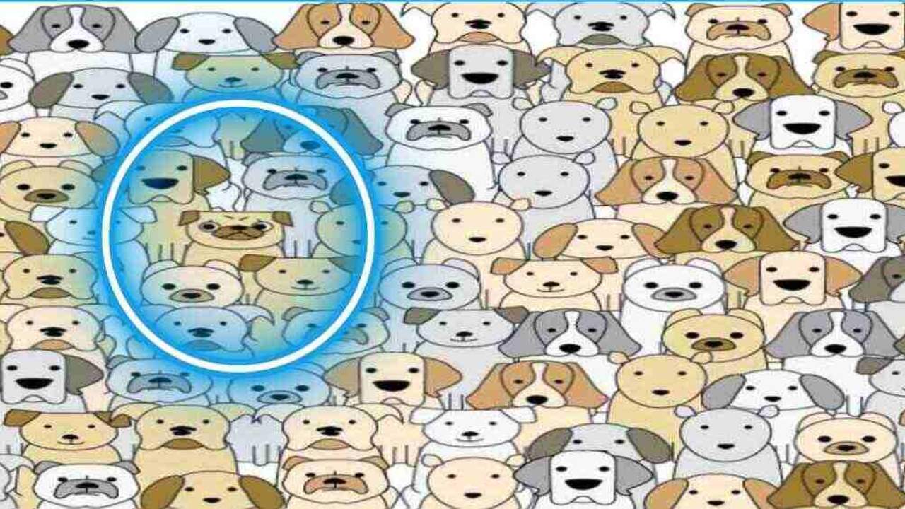 teste de qi encontre o pug resposta Encontre o pug