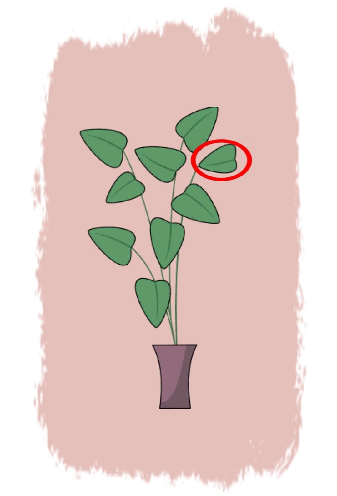 Resultado do Teste de concentração da planta Resultado do Teste de concentração da planta
