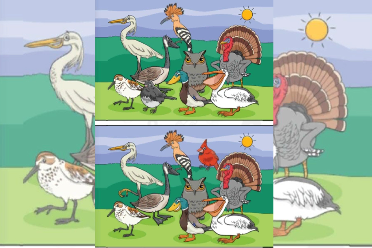 Confira o Jogo dos quatro erros dos animais