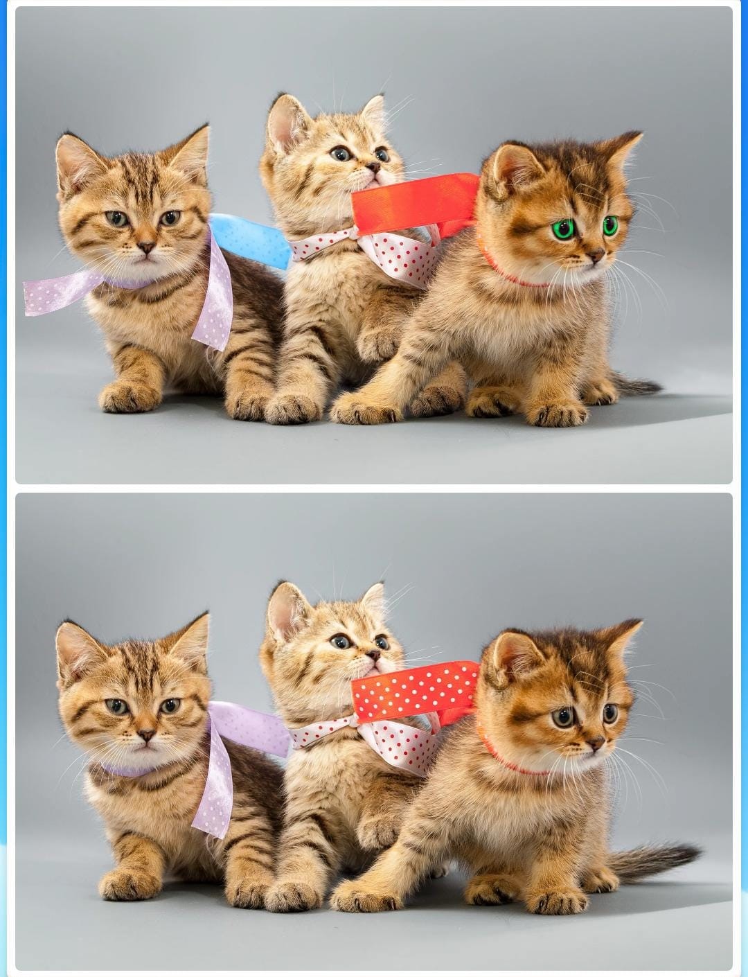 Jogo dos seis erros dos gatos: encontre seis diferenças entre as imagens e menos de 10 segundos Desafio do Jogo dos seis erros dos gatos