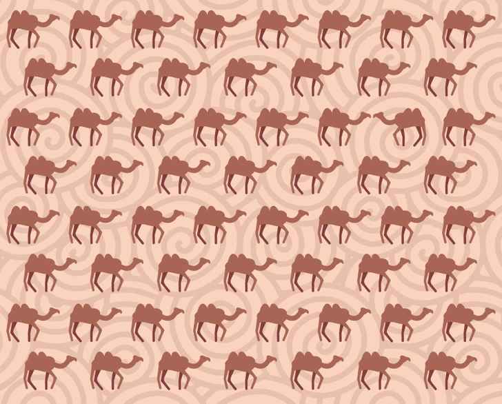 Teste Visual: será que você consegue identificar um camelo estranho na imagem em 7 segundos? Teste Visual: será que você consegue identificar um camelo estranho na imagem em 7 segundos?