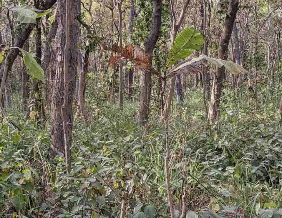 desafio visual encontre o tigre na imagem da selva Desafio visual - encontre o tigre na imagem da selva. Fonte: Jagran Josh.