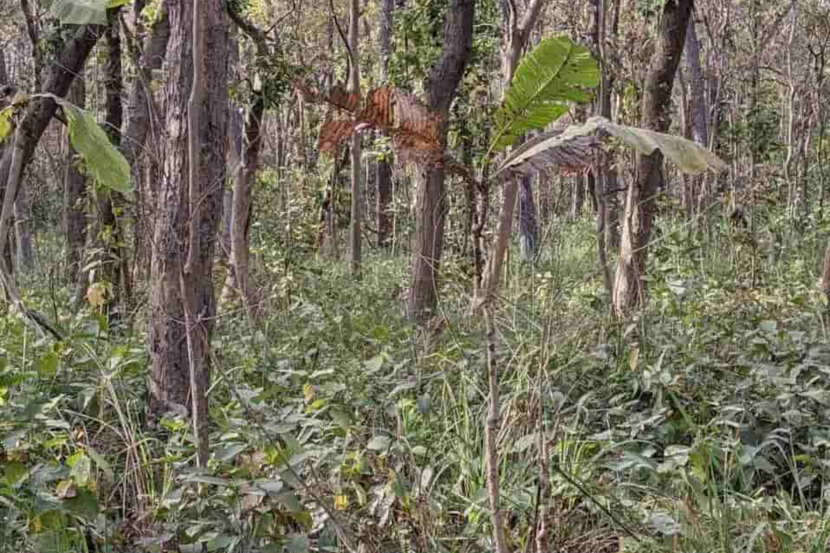 Desafio visual - encontre o tigre na imagem da selva. Fonte: Jagran Josh.