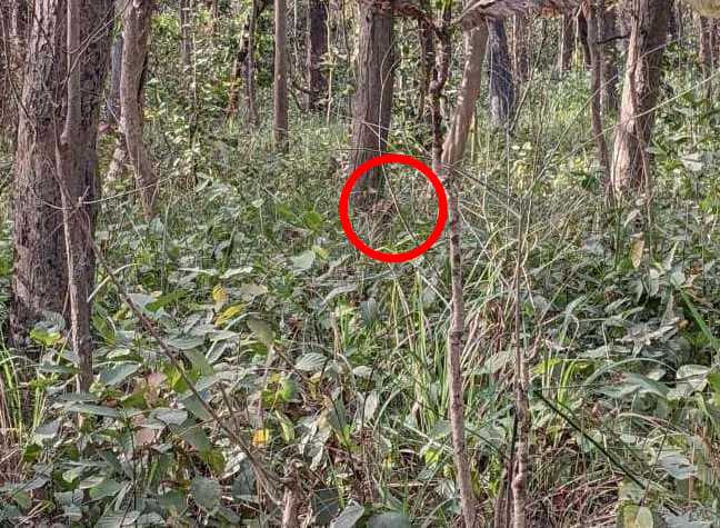resposta de onde esta o tigre neste desafio Resposta de onde está o tigre neste desafio. Fonte: Jagran Josh.