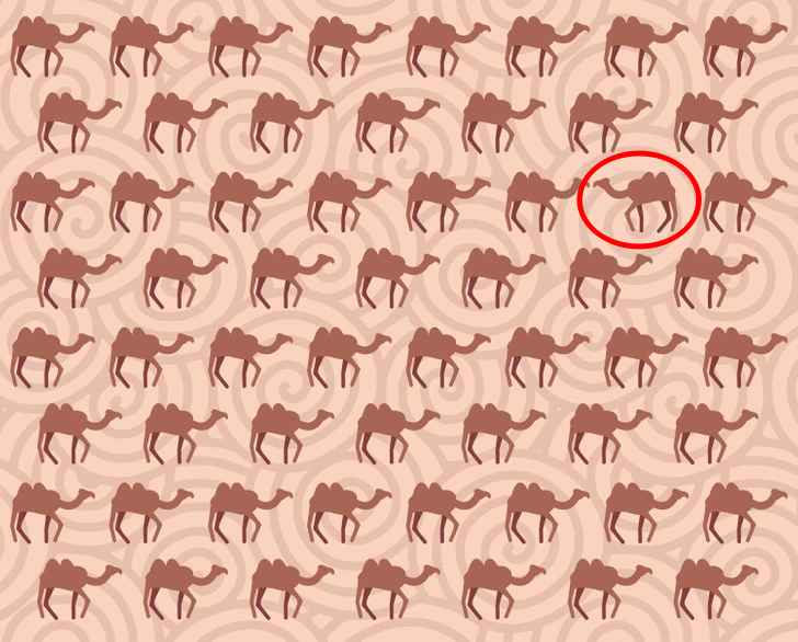 Teste Visual: será que você consegue identificar um camelo estranho na imagem em 7 segundos? Teste Visual: será que você consegue identificar um camelo estranho na imagem em 7 segundos?