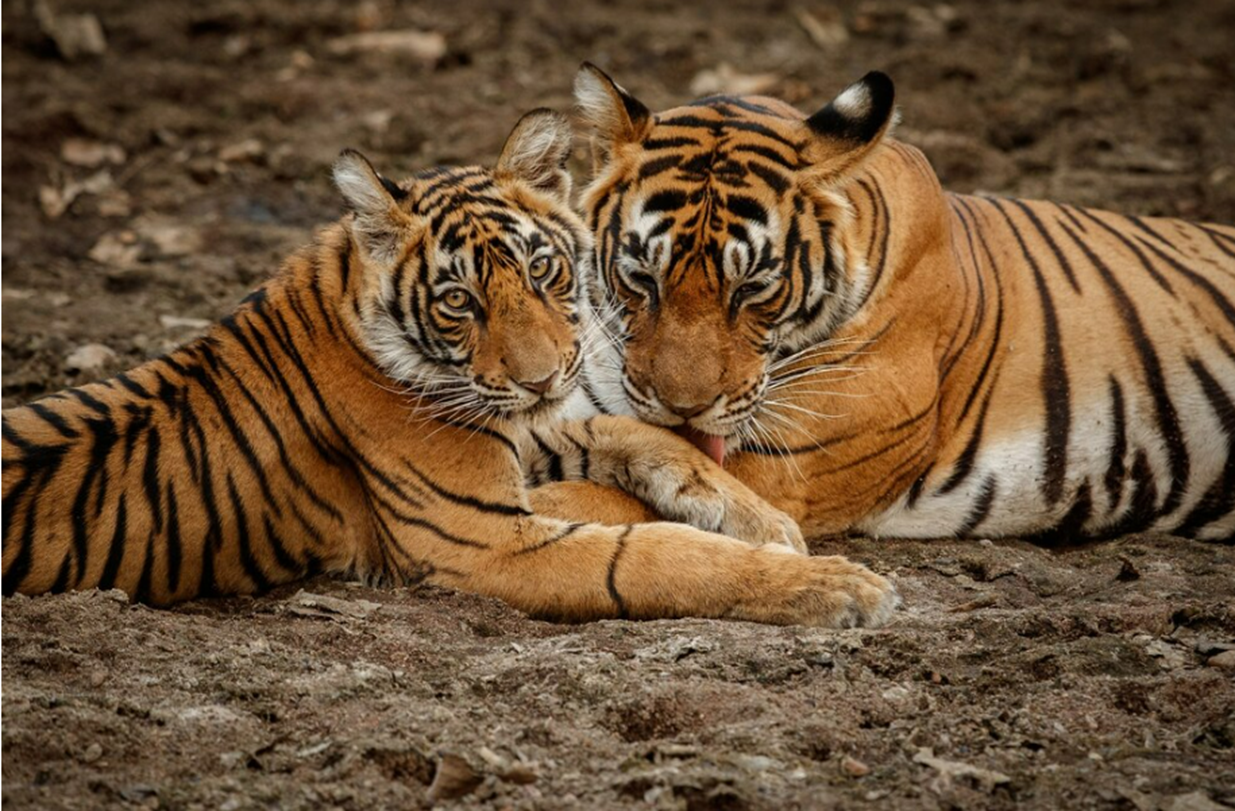 Coletivo de tigre.