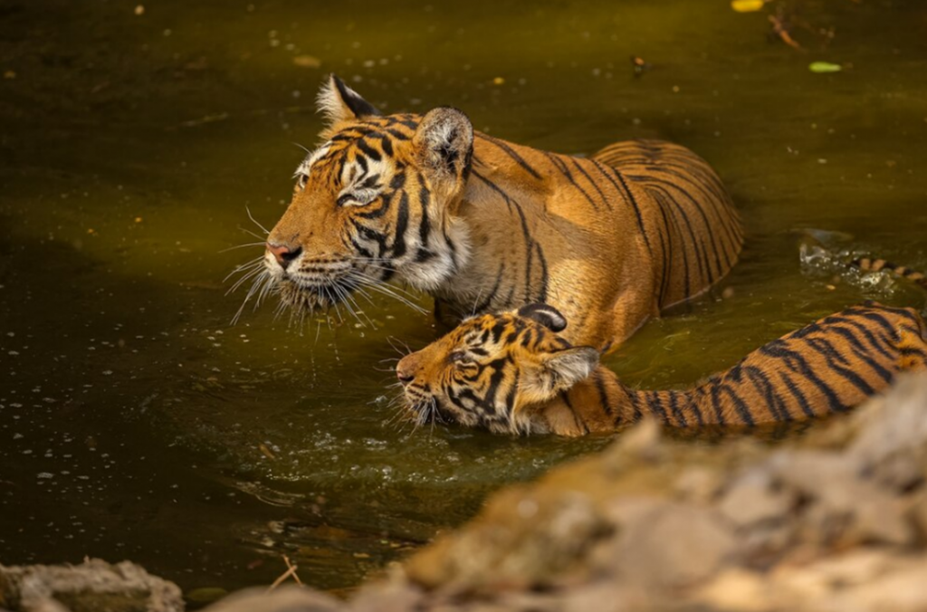Você sabia que os tigres possuem habilidade de nadar? Você sabia que os tigres possuem habilidade de nadar?