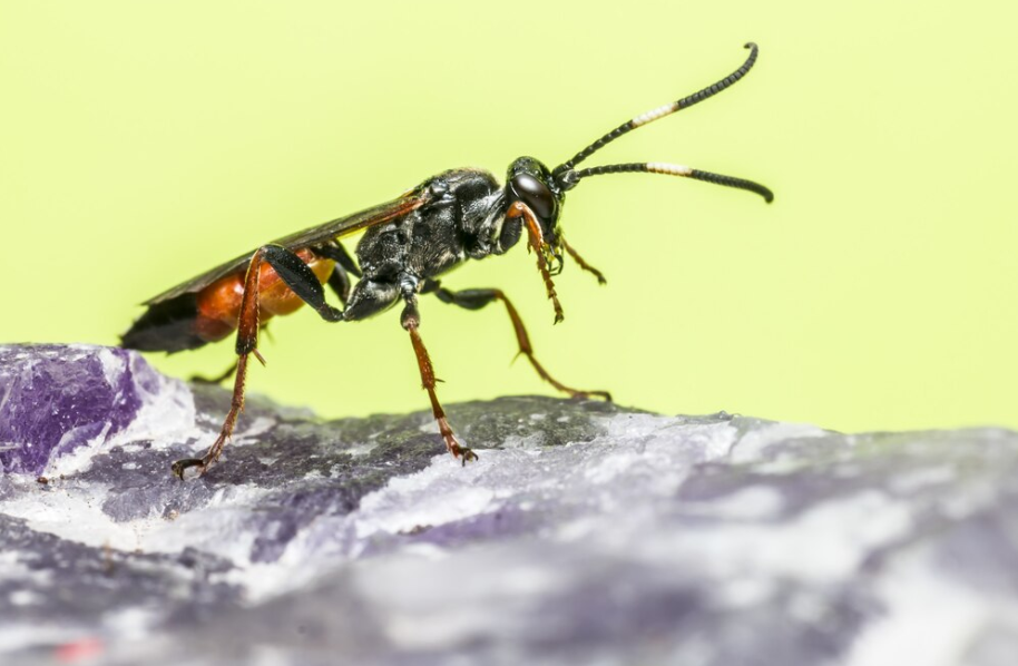 Captura de tela Os marimbondos ou maribondos desempenham um papel importante no equilíbrio ecológico. Imagem: Freepik