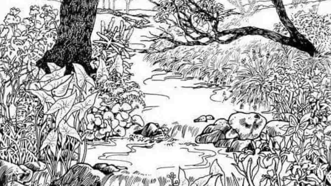 Teste de QI: será que você consegue encontrar o rosto nesta floresta em 15 segundos?