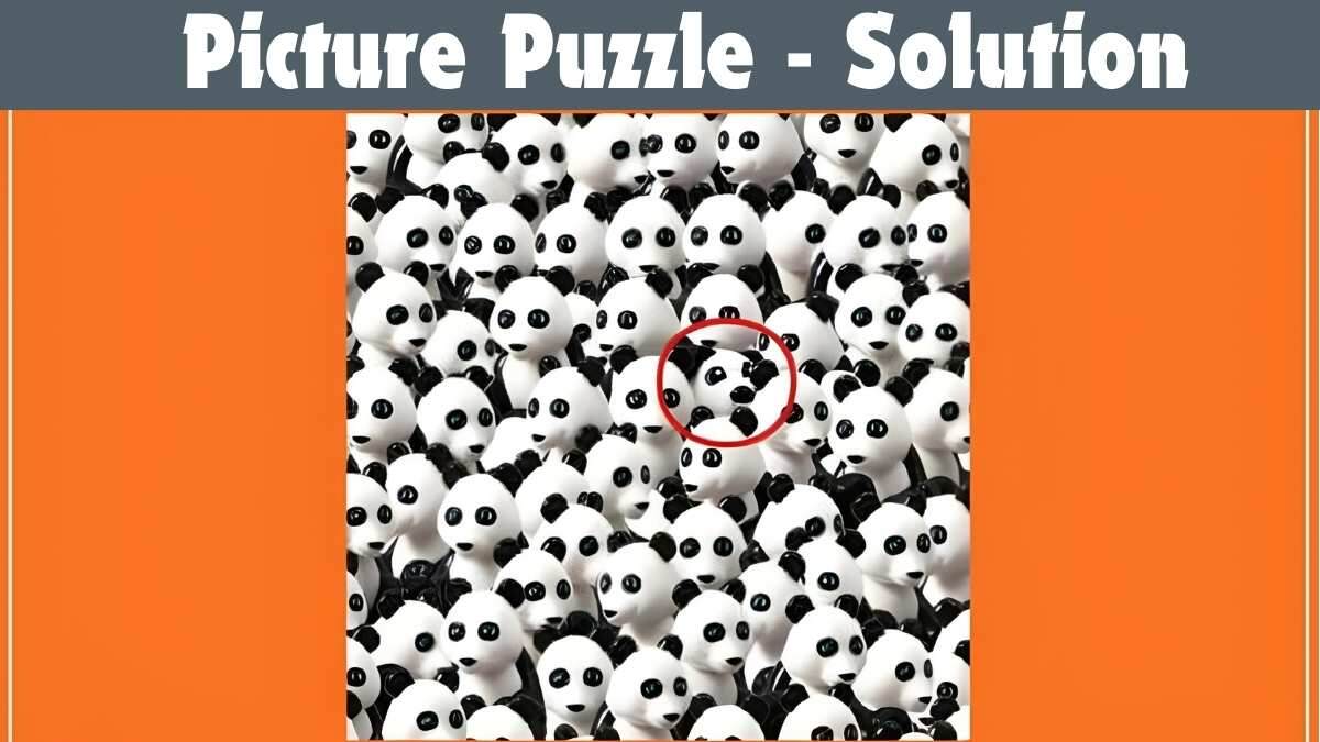 resposta de onde esta o cachorro entre os pandas Resposta de onde está o cachorro entre os pandas. Fonte: Jagran Josh.