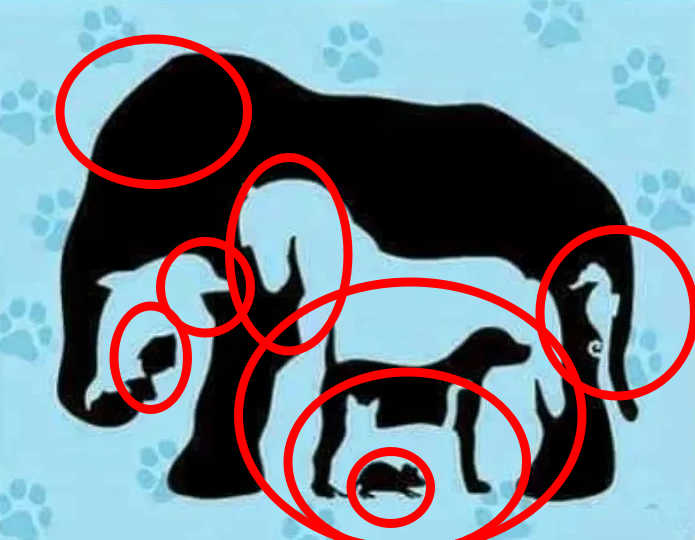 resposta do desafio dos animais Resposta do desafio dos animais. Fonte: Jagran Josh.