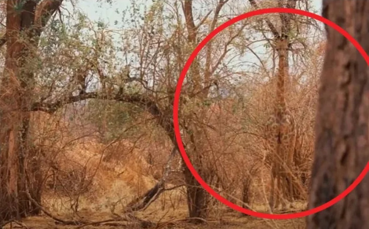 Teste de QI: será que você consegue encontrar a girafa em 5 segundos? Teste de QI: será que você consegue encontrar a girafa em 5 segundos?
