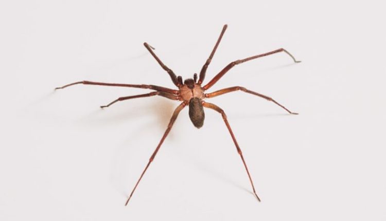Descubra o que pode significar sonhar com aranha Descubra o que pode significar sonhar com aranha