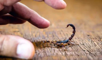 Descubra o que significa sonhar com escorpião Descubra o que significa sonhar com escorpião
