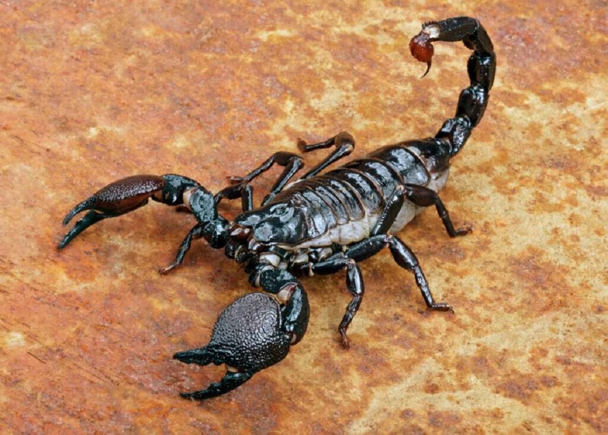 Descubra o que significa sonhar com escorpião
