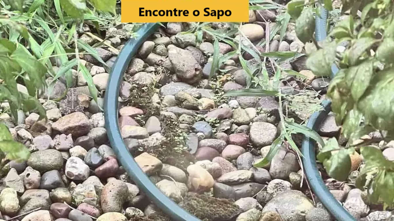Desafio Visual: será que você encontra o sapo em 10 segundos?