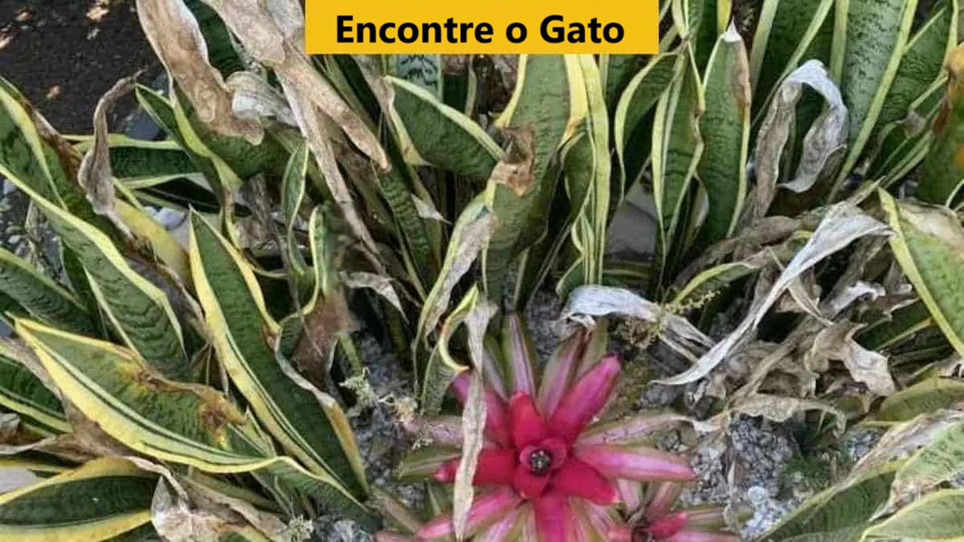 Teste de QI: encontre o gato escondido em 5 segundos