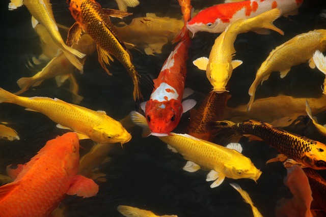 Descubra o significado de sonhar com peixe Descubra o significado de sonhar com peixe