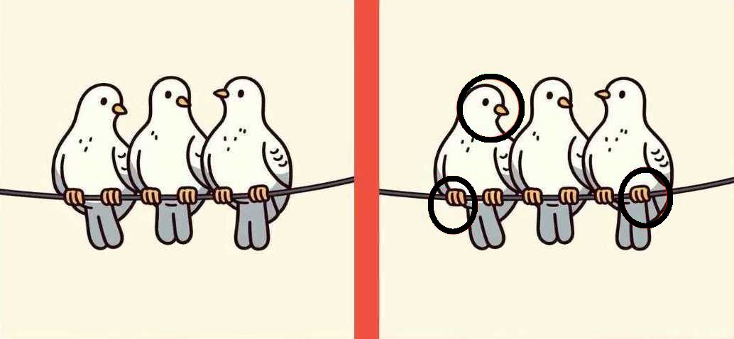 Teste de QI: descubra as 3 diferenças entre as imagens dos pombos Teste de QI: descubra as 3 diferenças entre as imagens dos pombos