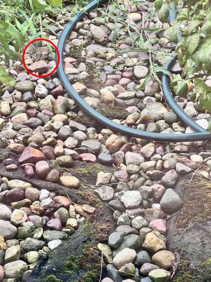 Desafio Visual: será que você encontra o sapo em 10 segundos? Desafio Visual: será que você encontra o sapo em 10 segundos?