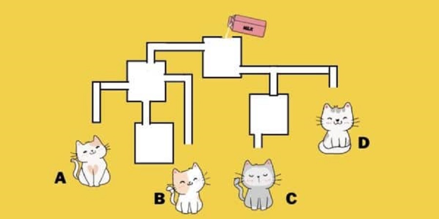 Desafio de QI: você tem 10 segundos para saber qual gatinho irá beber o leite primeiro desafio de QI com gatinhos