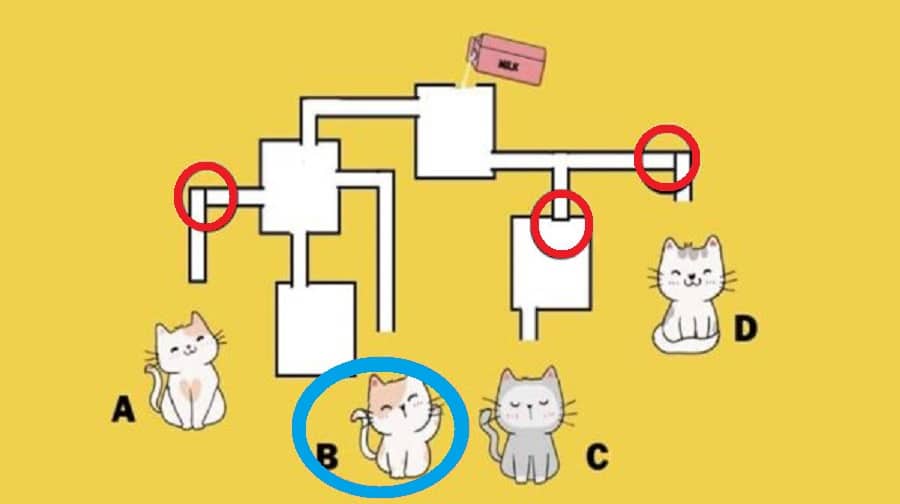 Desafio de QI: você tem 10 segundos para saber qual gatinho irá beber o leite primeiro desafio de QI com gatinhos resposta