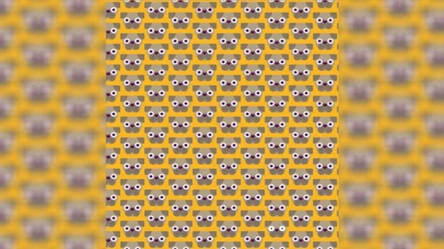 Desafio Visual: encontre 4 pugs diferentes em 20 segundos Desafio Visual: encontre 4 pugs diferentes em 20 segundos