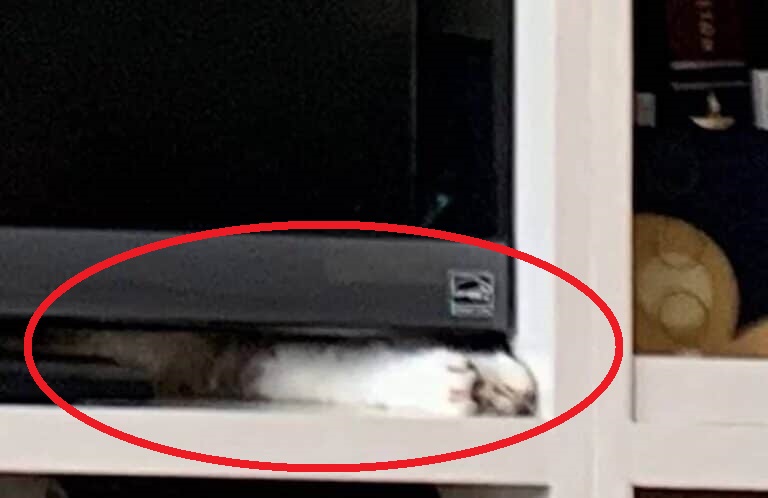 Teste de QI: será que você consegue encontrar o gato na mobília? Teste de QI: será que você consegue encontrar o gato na mobília?