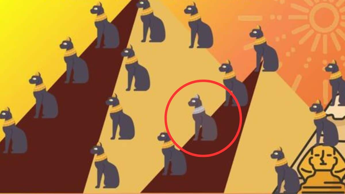 xr:d:DAFmdzrEkAo:,j:,t: Resposta do desafio visual do gato. Fonte: Jagran Josh.